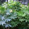 Aralia, Japanese     Fatsia japonica