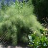 Muhly, Bamboo  Muhlenbergia dumosa