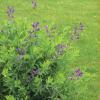 Baptisia, Purple  (Wild Indigo)   Baptisa australis 