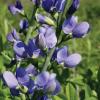 Baptisia, Purple  (Wild Indigo)   Baptisa australis 