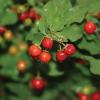 Barbados Cherry  Malpighia glabra