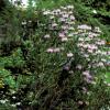 Beebalm  Monarda fistulosa