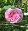 Rose, Belinda's Dream  Rosa 'Belinda's Dream'