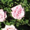 Rose, Belinda's Dream  Rosa 'Belinda's Dream'