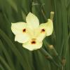 Iris, Bicolor   Dietes bicolor 