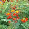 Bird of Paradise, Red.  Caesalpinia pulcherrima