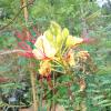 Bird of Paradise, Yellow Caesalpinia gilliesii