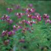 Dalea, Black  Dalea frutescens