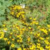 Black-eyed Susan Rudbeckia hirta var. pulcherrima