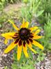 Black-eyed Susan Rudbeckia hirta var. pulcherrima