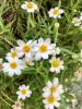 Blackfoot Daisy