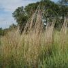 Bluestem, Little      Schizachyrium scoparium