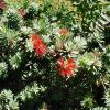 Bottlebrush  Callistemon citrinus