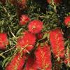 Bottlebrush  Callistemon citrinus