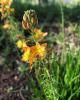 Bulbine Bulbine frutescens