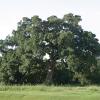 Bur Oak
