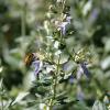 Germander, Bush  Teucrium fruticans