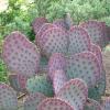 Cactus, Prickly Pear Optunia spp.