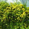 Carolina Jessamine    Gelsemium sempervirens