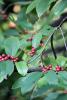 Carolina Buckthorn   Frangula caroliniana