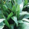 Cast Iron Plant Aspidistra elatior