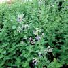 Catmint Nepeta X faassenii