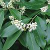 Cherry Laurel    Prunus caroliniana