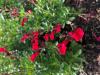 Sage, Cherry  (Autumn Sage)  Salvia greggii