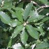 Oak, Chinquapin  -  Quercus muhlenbergii