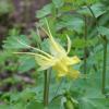 Columbine   Aquilegia chrysantha  var. 'Hinkleyana'