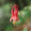 Columbine, Red  Aquilegia canadensis