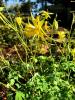 Columbine   Aquilegia chrysantha  var. 'Hinkleyana'