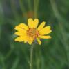 Daisy, Copper Canyon  Tagetes lemmonii