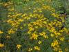 Daisy, Copper Canyon  Tagetes lemmonii