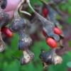 Coralbean Erythrina herbacea