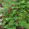 Coralberry  Symphoricarpos orbiculatus