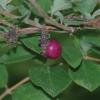 Coralberry  Symphoricarpos orbiculatus