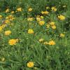 Coreopsis, Lance-leaf Coreopsis lanceolata