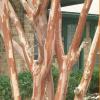 Crape Myrtle  Lagerstroemia indica