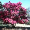 Crape Myrtle  Lagerstroemia indica