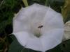 Datura or Jimson Weed  Datura wrightii