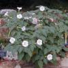 Datura or Jimson Weed  Datura wrightii