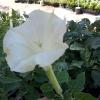 Datura or Jimson Weed  Datura wrightii