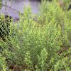 Desert Broom  Baccharis sarothroides