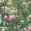 Desert Willow  Chilopsis linearis