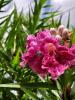 Desert Willow  Chilopsis linearis