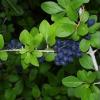 Elbow Bush  Forestirera pubescens