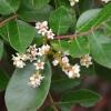 Sumac, Evergreen   Rhus virens