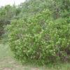 Sumac, Evergreen   Rhus virens