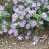 Fall Aster   Aster oblongifolium